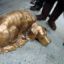 Скульптура собаки, выполненная в виде копилки, собрала огромные пожертвования всего за год